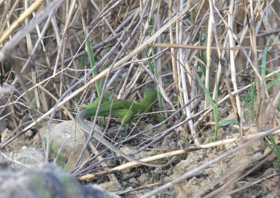 Lacerta bilineata